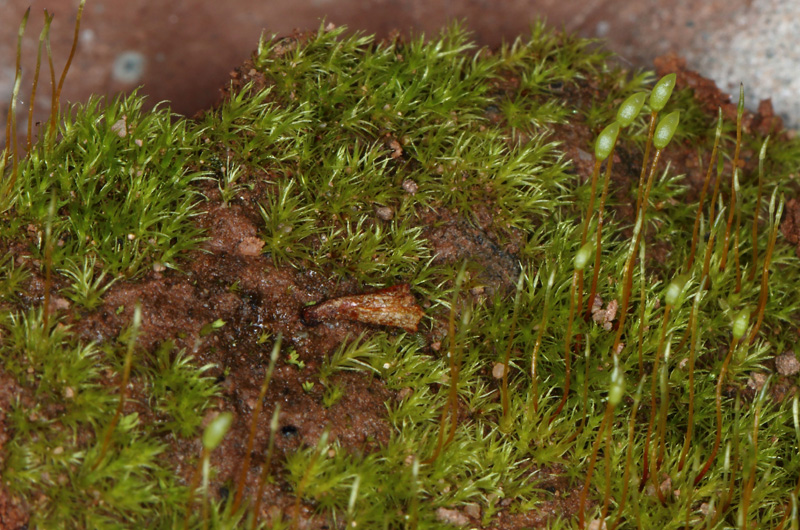 Trichodon cylindricus